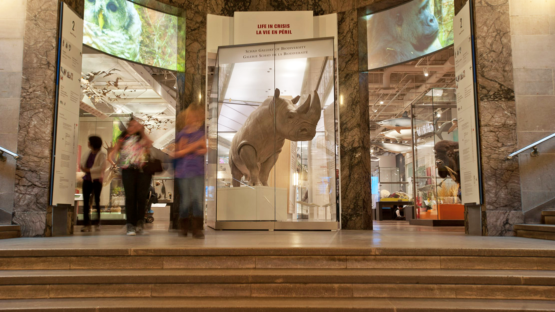 Life in Crisis: Schad Gallery of Biodiversity/Level 2 This white rhino is a rare specimen and the centerpiece of the Life in Crisis: Schad Gallery of Biodiversity.
