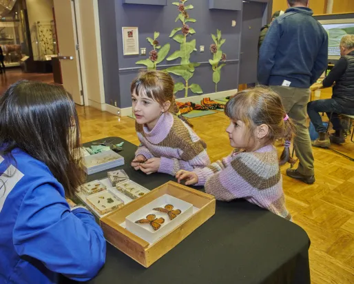 Earth Rangers Studio, Level 2 Two children and a ROM volunteer interacting with a tabletop display of butterflies and moths.