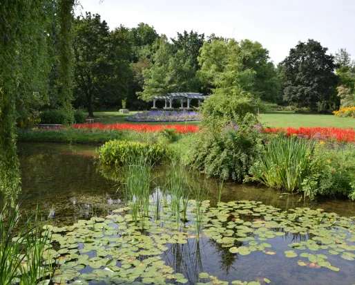 Lily Pond © ronin__5wEppE7TMY-unsplash. Lily Pond