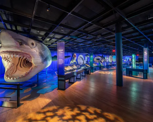 Image Credit: Megalodon, D. Finnin/© AMNH  Megalodon shark