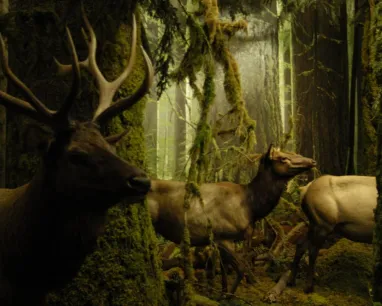 Royal BC Museum Stuffed deer appear to walk through a diorama of a rich green forest.