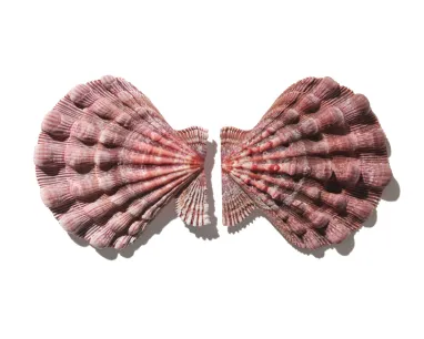 A symmetrical shell. A symmetrical shell.