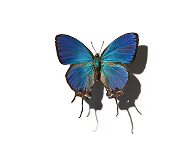 Butterfly Butterfly