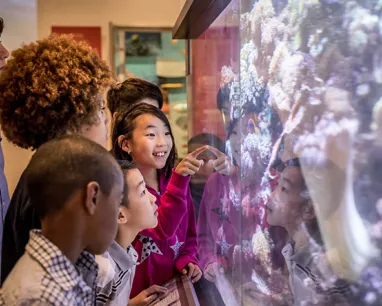 A group of children observes an aquarium display, captivated by the vibrant fish swimming among the coral. A group of children observes an aquarium display, captivated by the vibrant fish swimming among the coral.