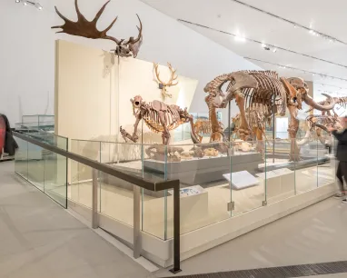 Visitors explore a museum featuring a large exhibit of various animal displays.  Visitors explore a museum featuring a large exhibit of various animal displays.