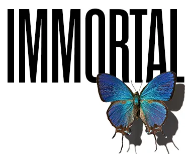 Immortal with a butterfly in front of the text. Immortal with a butterfly in front of the text.