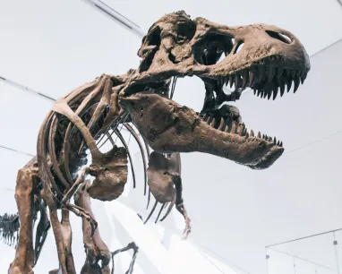 T-rex skeleton