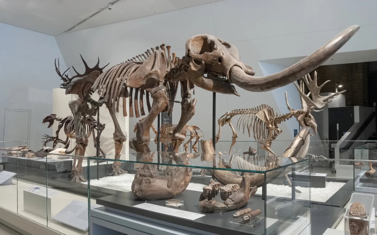 Dinosaur skeleton Dinosaur skeleton