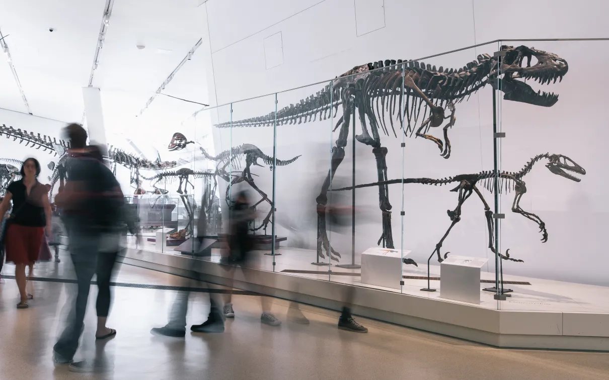 Visitors staring at an artificial dinosaur fossil. Visitors staring at an artificial dinosaur fossil.