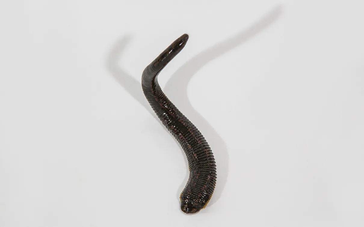 <em>Hirudo medicinalis</em>. Photo by Vincent Luk. Hirudo medicinalis.