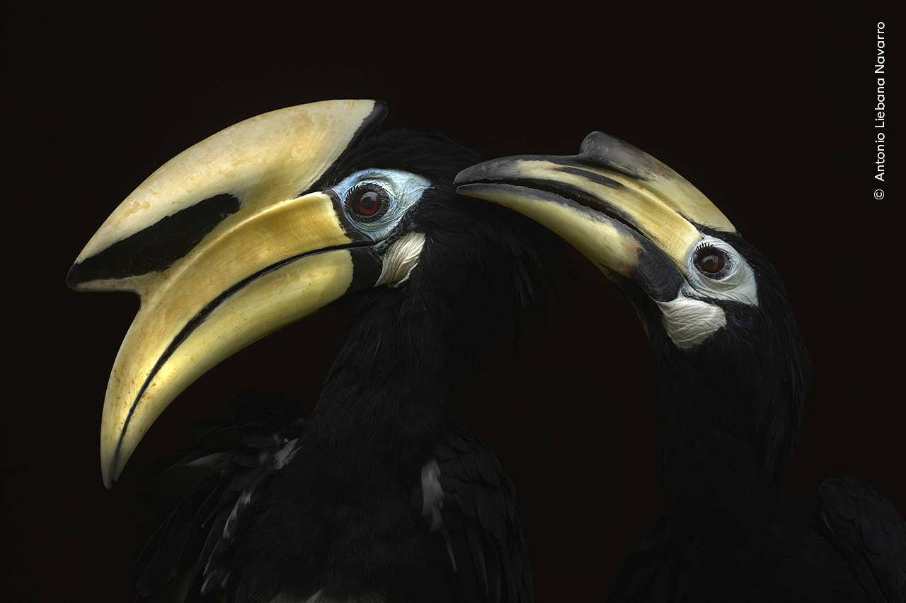 Female hornbill bird preening head feathers of a male hornbill. 