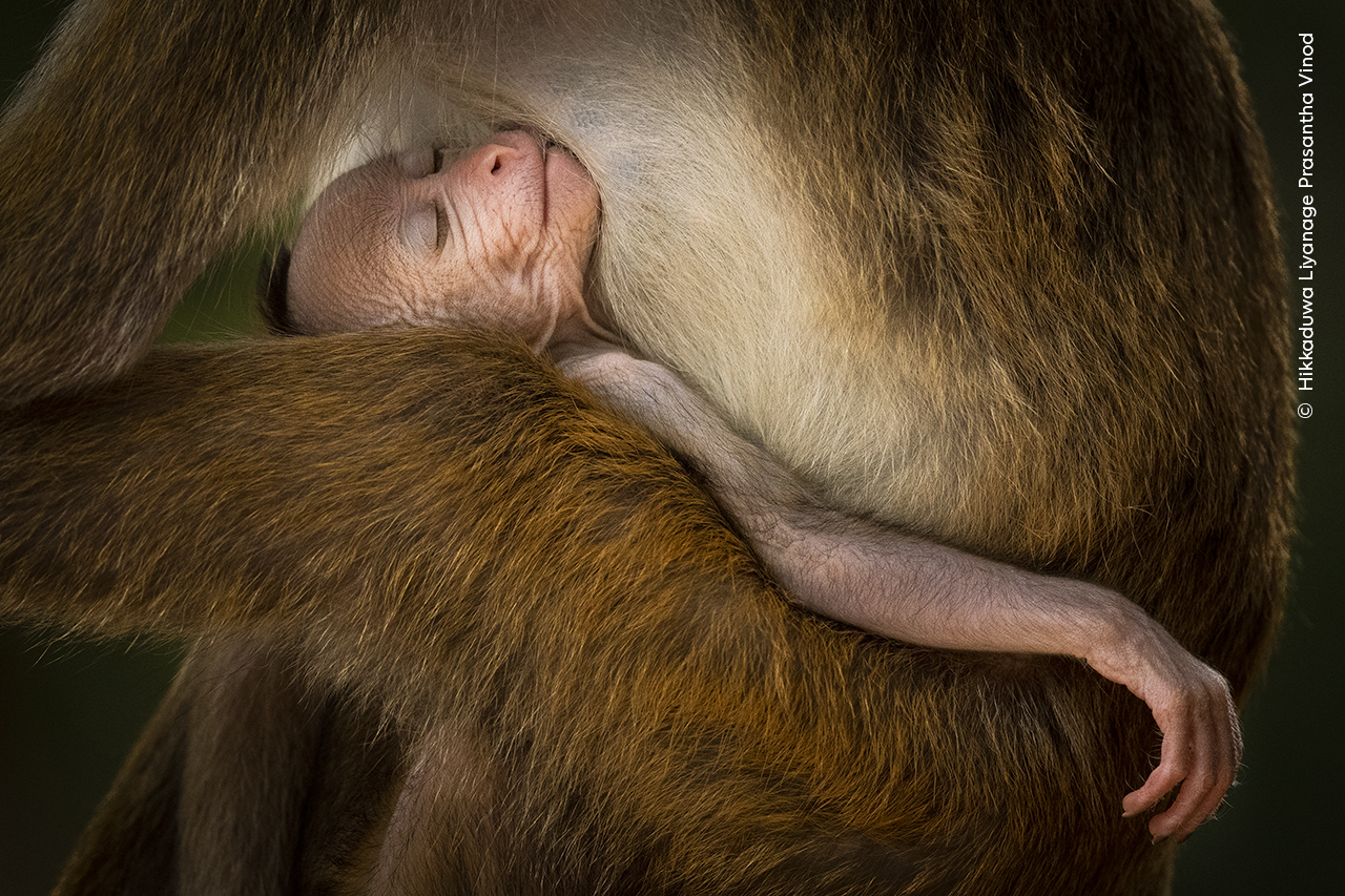 Young toque macaque monkey sleeping in an adult's arms.