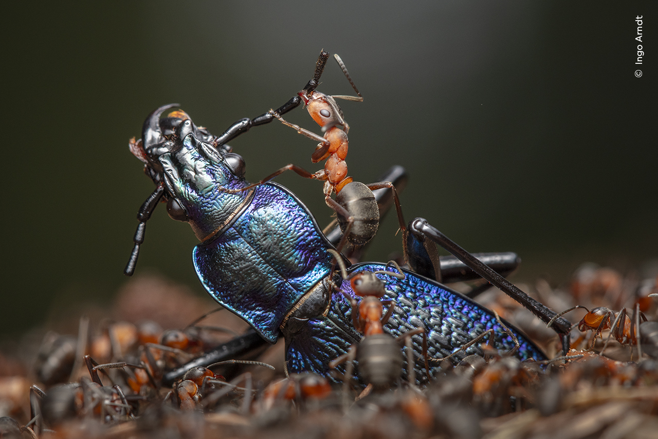 Close up of a red wood ant dismembering a blue ground beetle.