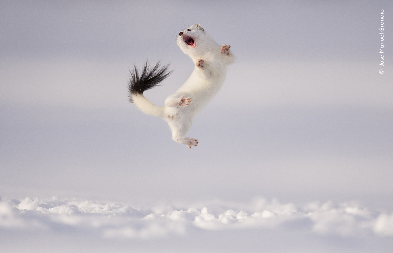 Stoat mammal jumping high into the air above the snow.