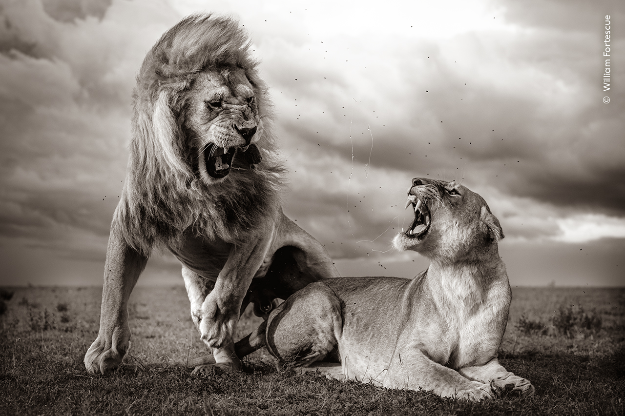 Male and female lion mating in front of a backdrop with storm clouds.