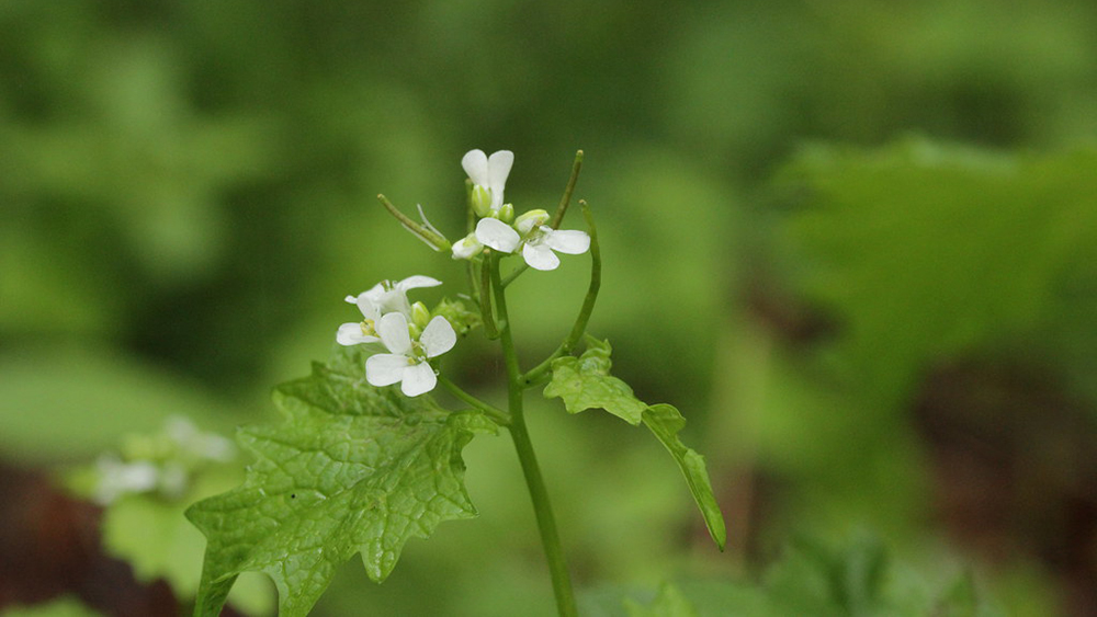 gros plan de la fleur de moutarde à l'ail.