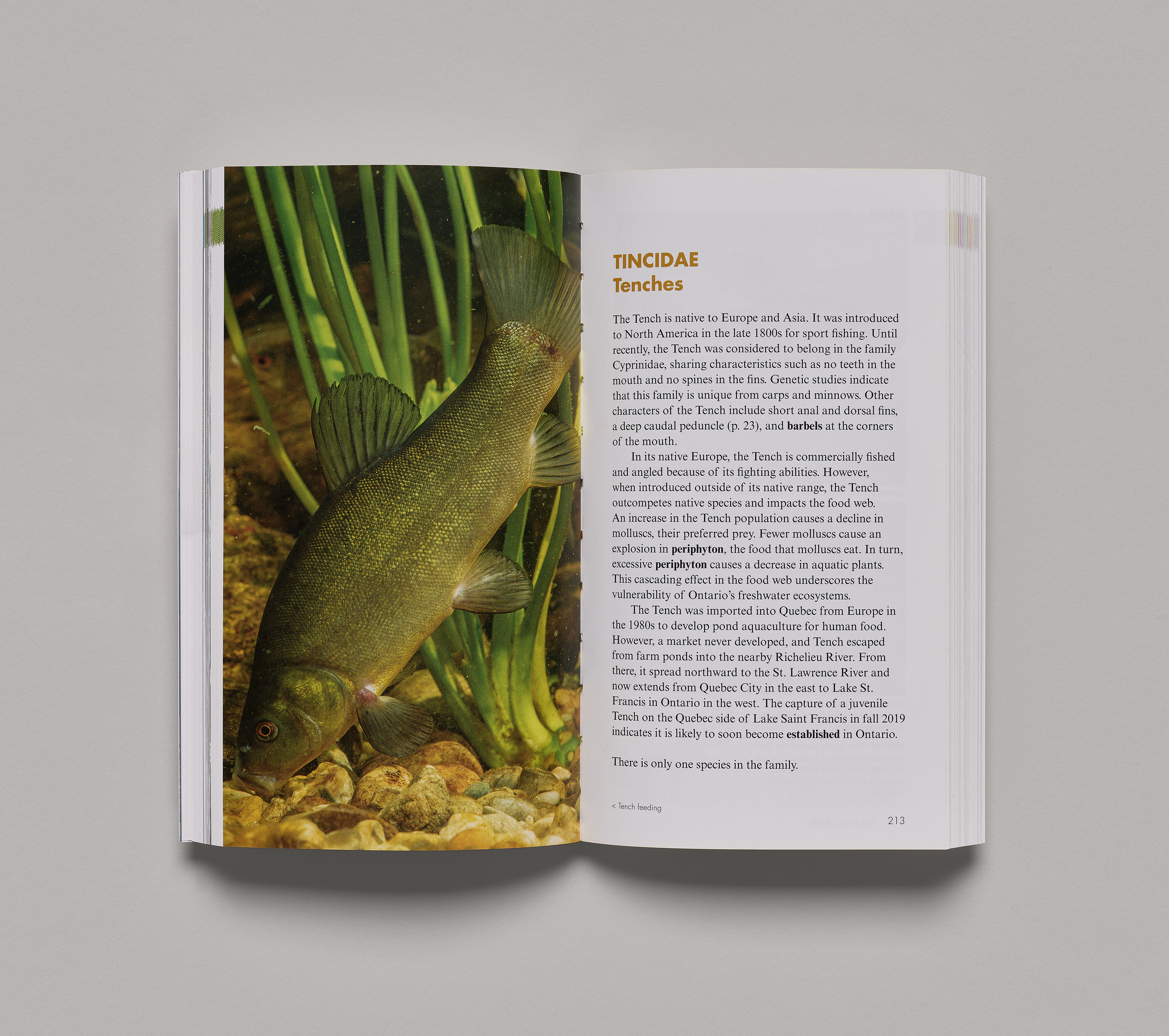 Freshwater fishes of Ontario is the definitive guide to Ontario freshwater fishes.