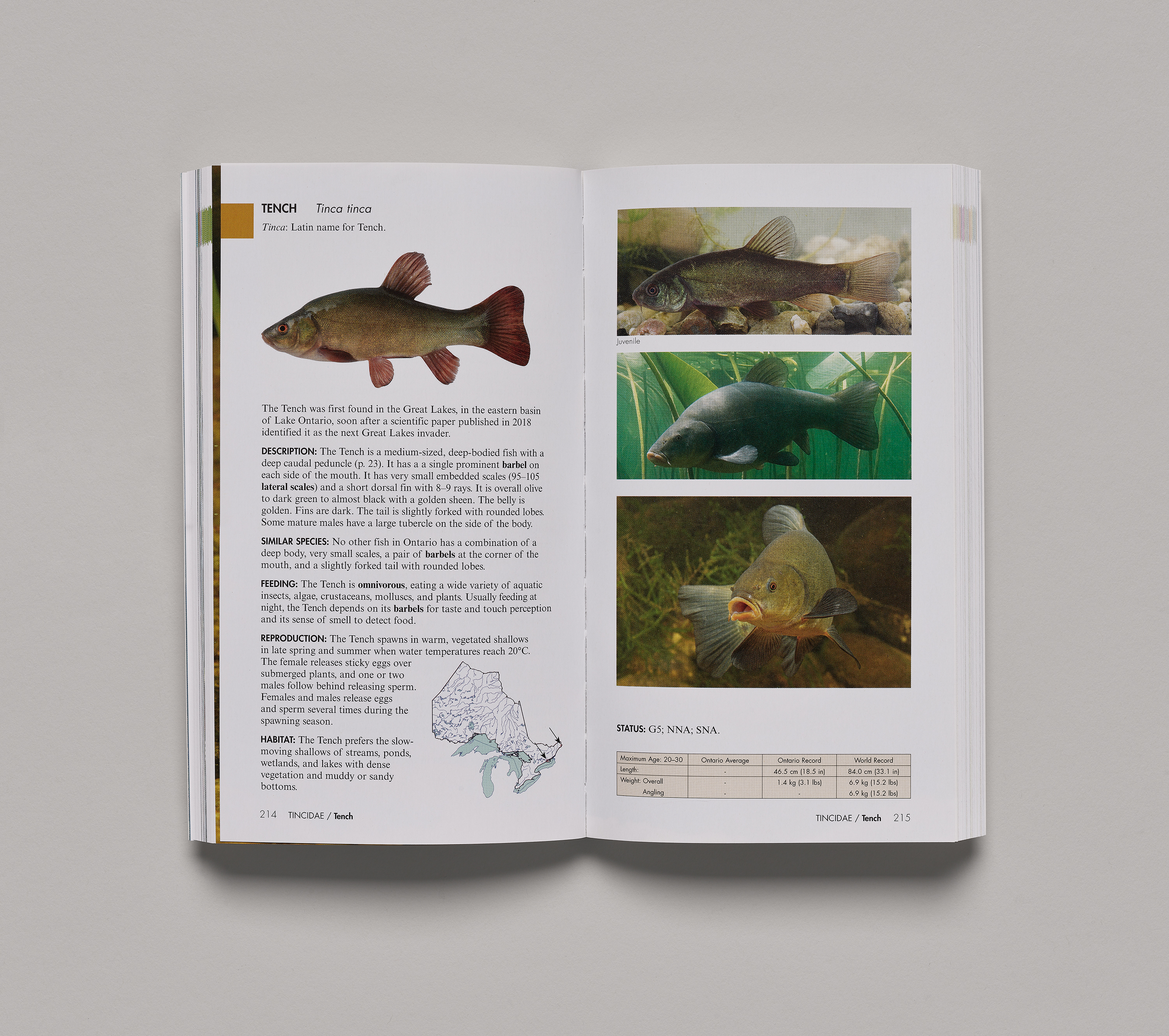 A field guide to Ontario freshwater fishes