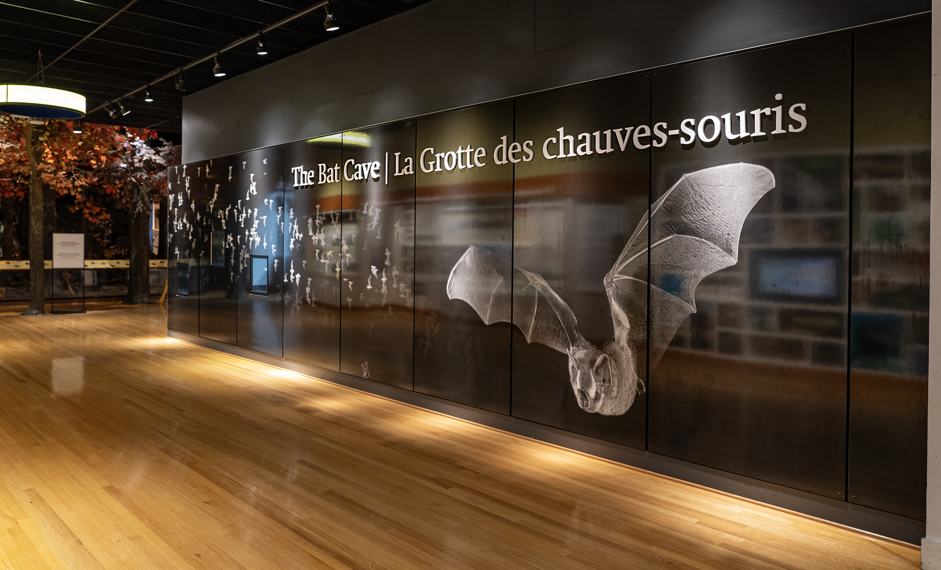 Mur et entrée de la galerie de la grotte des chauves-souris