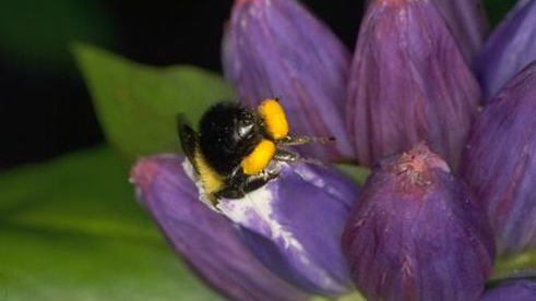 Abeille visitant une fleur violette.