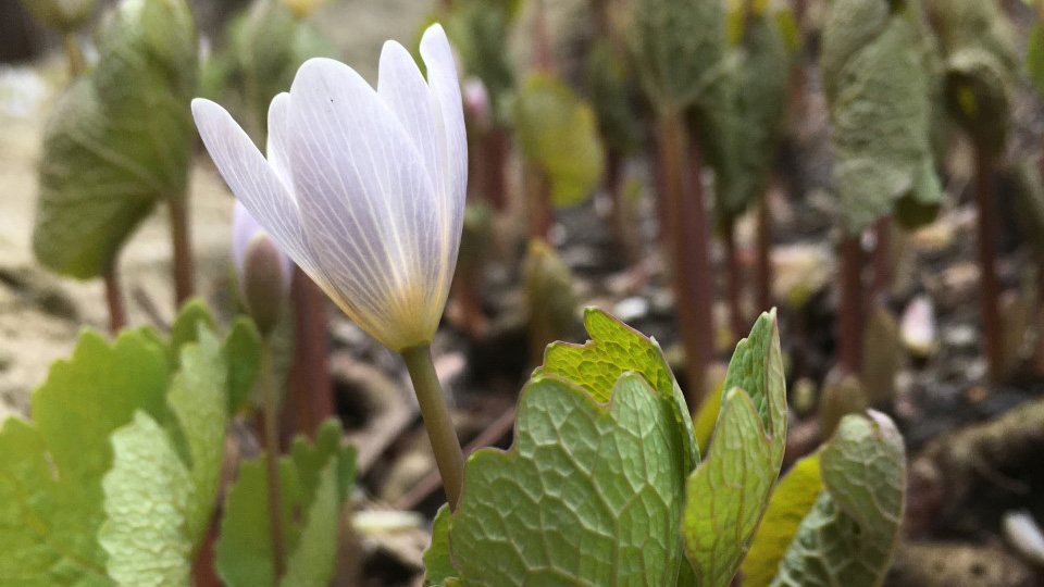 sanguinaire Sanguinaria canadensis