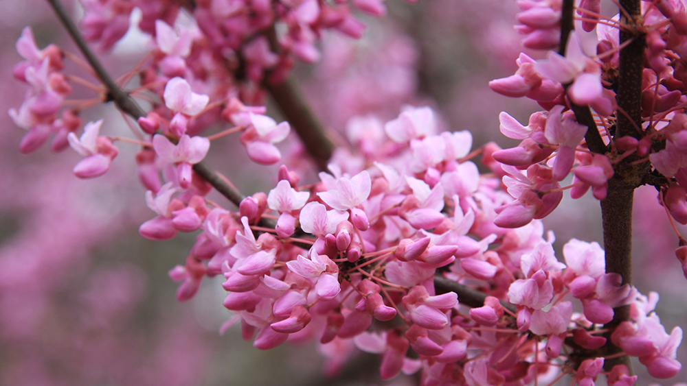 Eastern redbud Cercis candensis. 