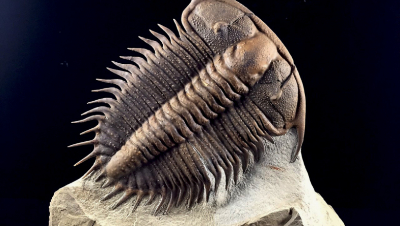 Damesella paronai, crédit Trilobite Design Italia