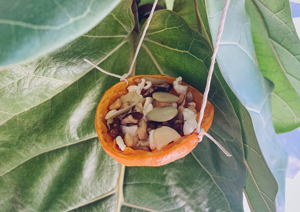 citrus bird feeder