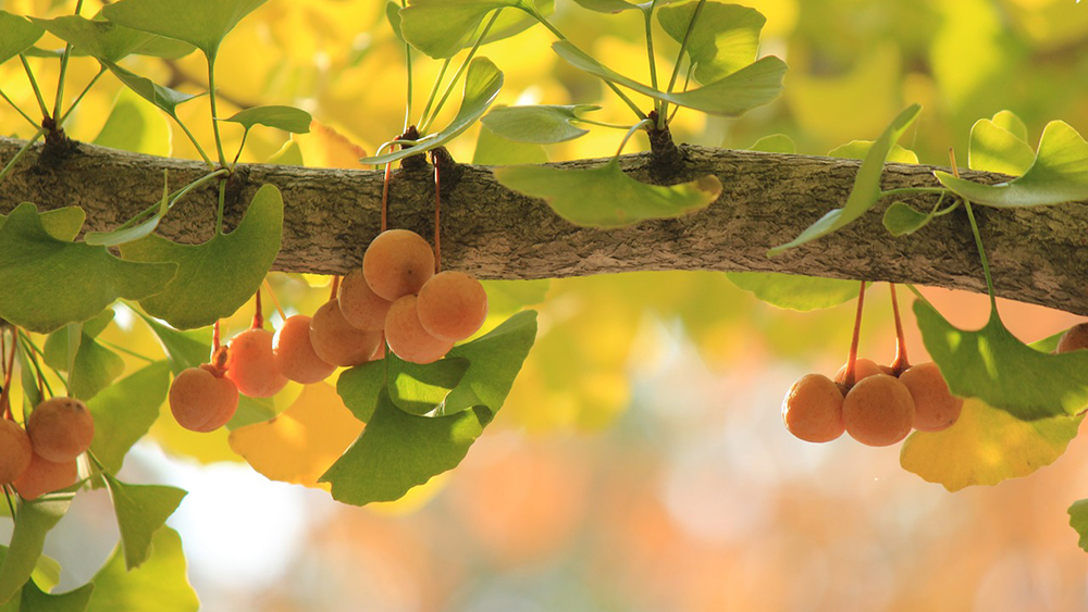 Feuilles et cônes mâles du Ginkgo biloba.