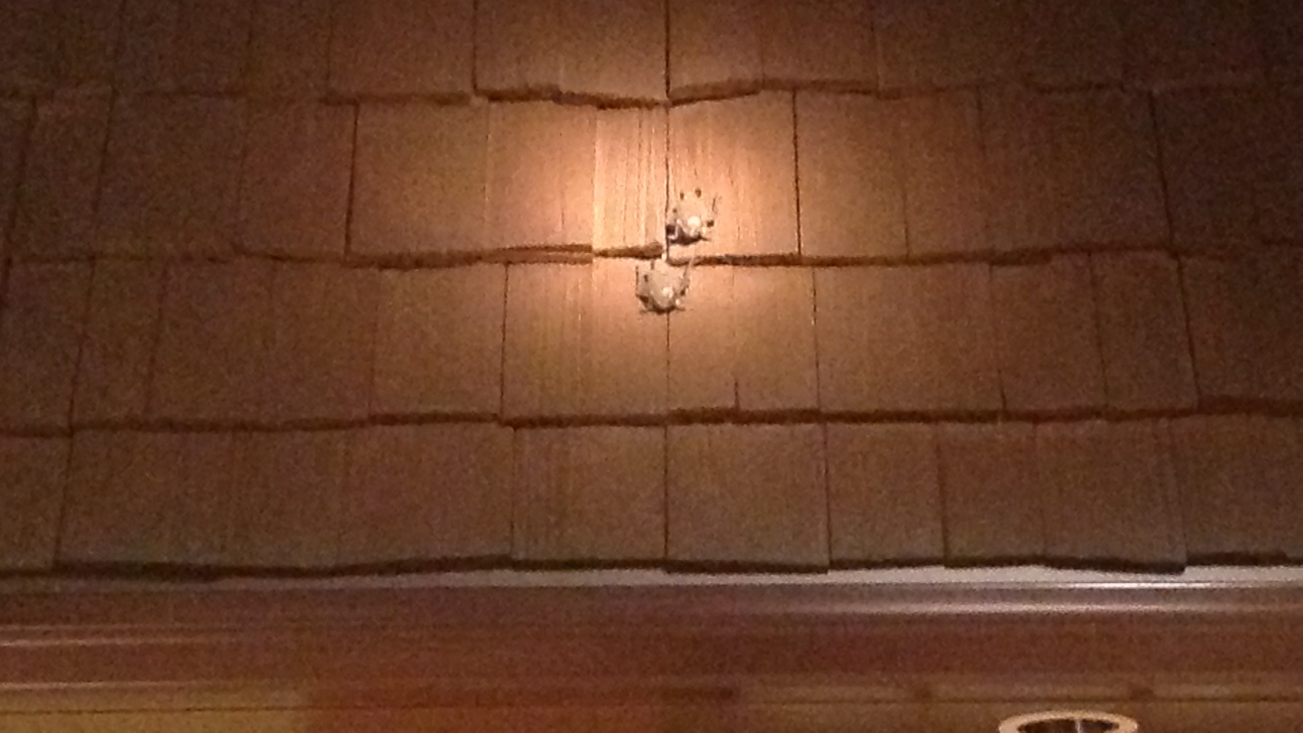 Two small model bats perch on the shingles of a model house in a museum gallery.