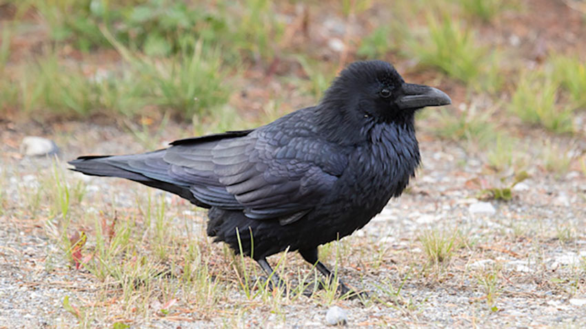 Crow on ground