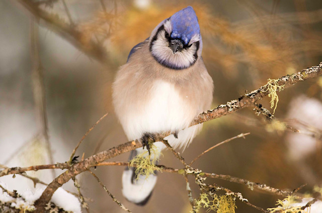 Blue Jay in winter