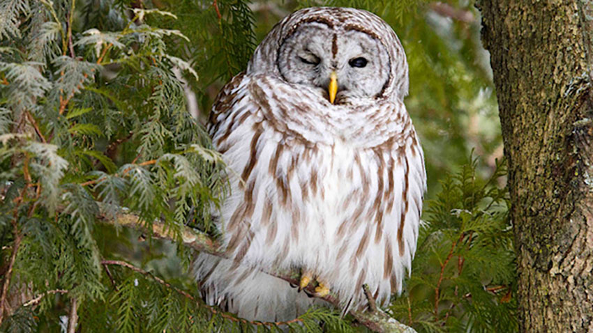 Owl in tree.