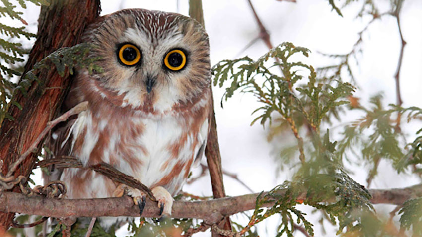 Owl in tree.