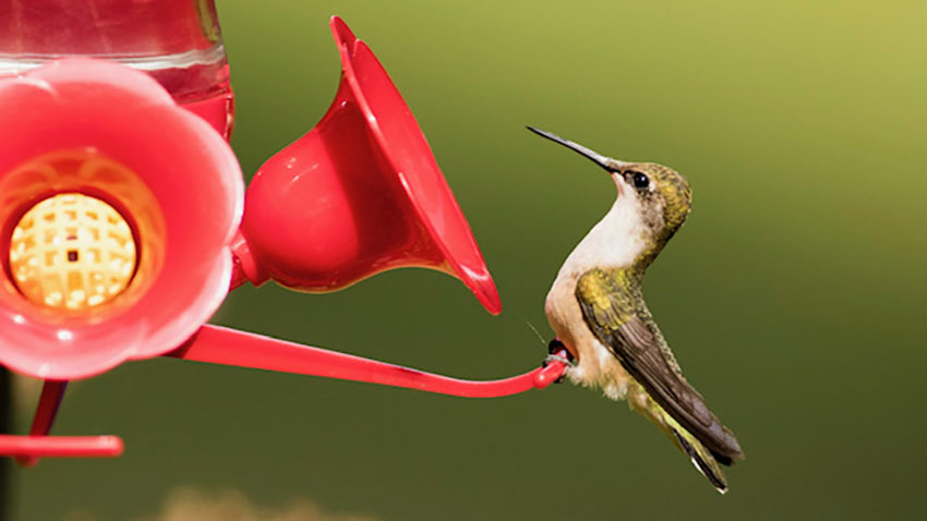 Bird feeder with humming bird feeding