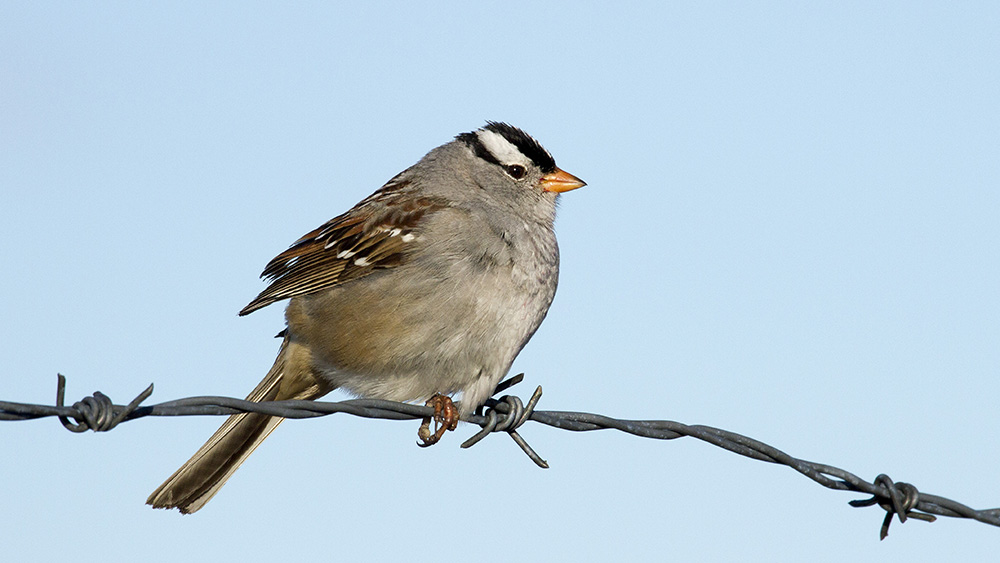 Bird on a wire.