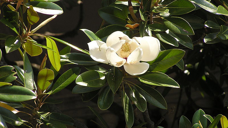 magnolia flower