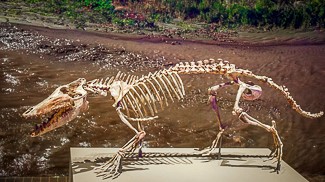 A fossil skeleton of a four-legged predator with hoof-like toes.