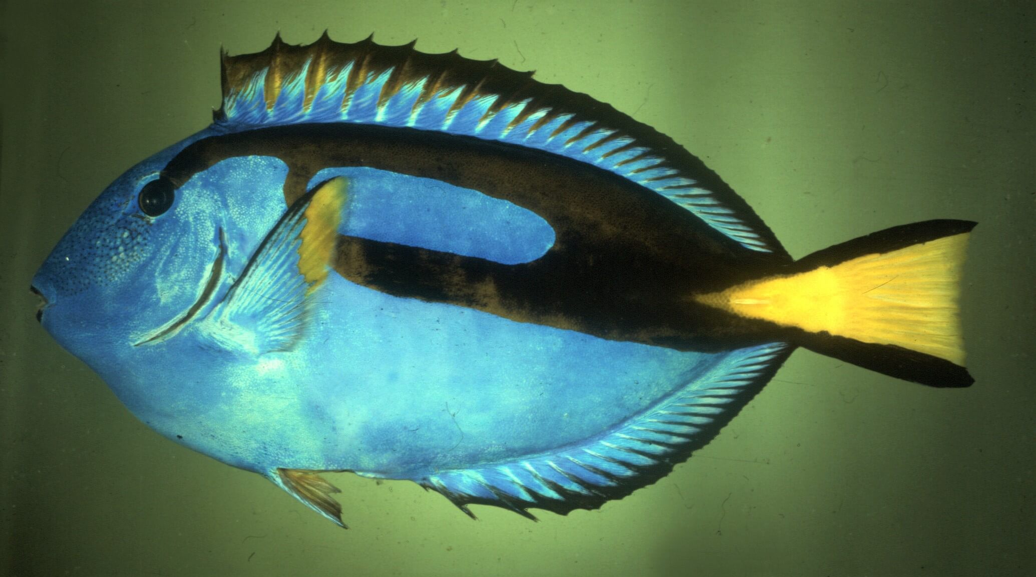 Palette surgeonfish.