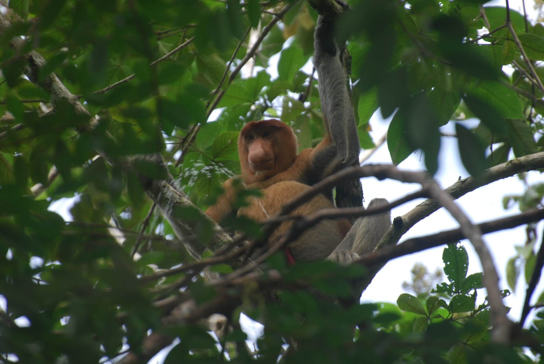 Proboscis monkey.