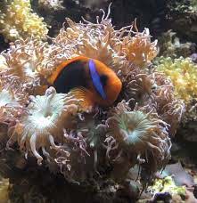 Un poisson-clown de feu orange et noir se niche dans les tentacules d'un corail.