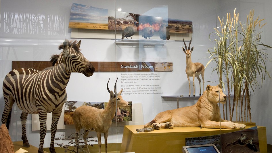 Exposition d'animaux de la savane, dont un zèbre, une gazelle et un lion sans crinière.