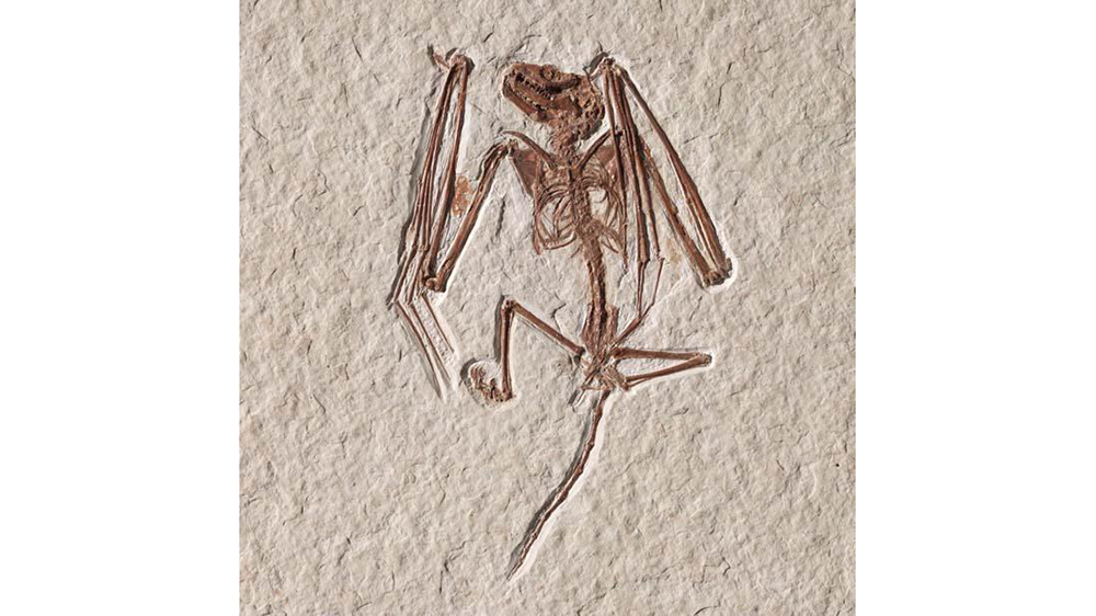 Fossilized bat skeleton 