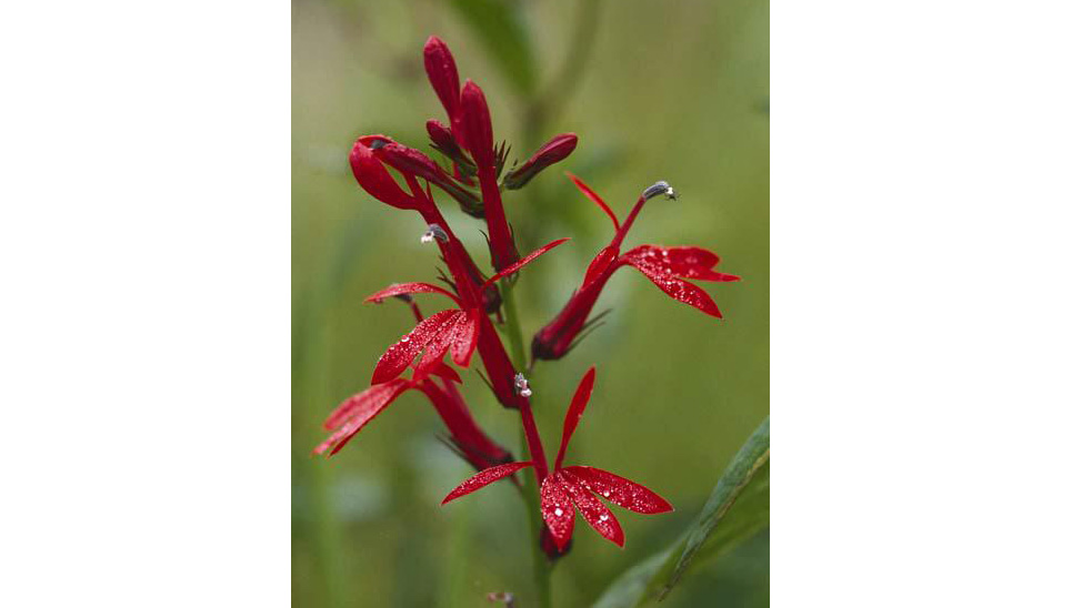 Fleur rouge