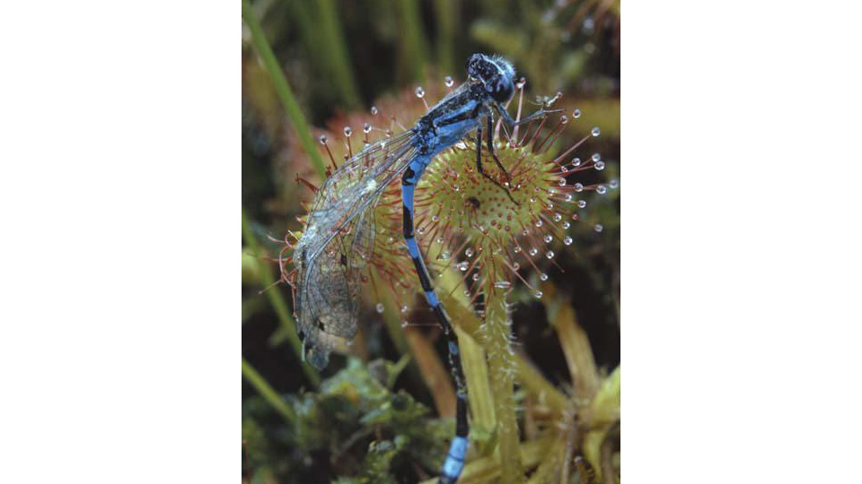 Dameselfly resting on a sundew leaf.