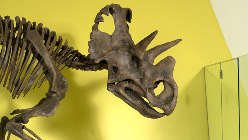 Wendiceratops pinhornensis