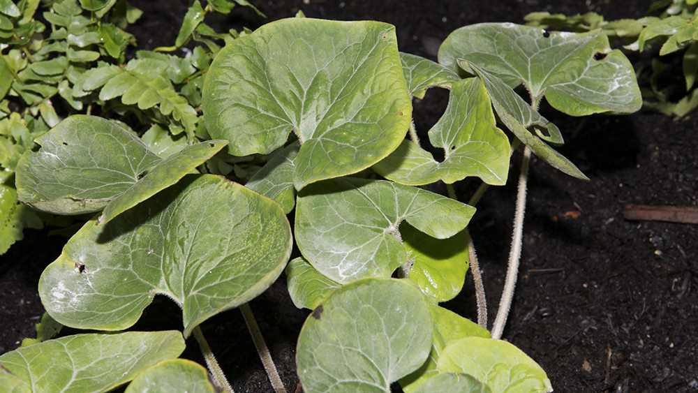 Feuilles vertes en forme de cœur du gingembre sauvage.