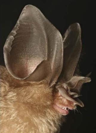 Une chauve-souris au pelage brun clair et aux oreilles énormes.