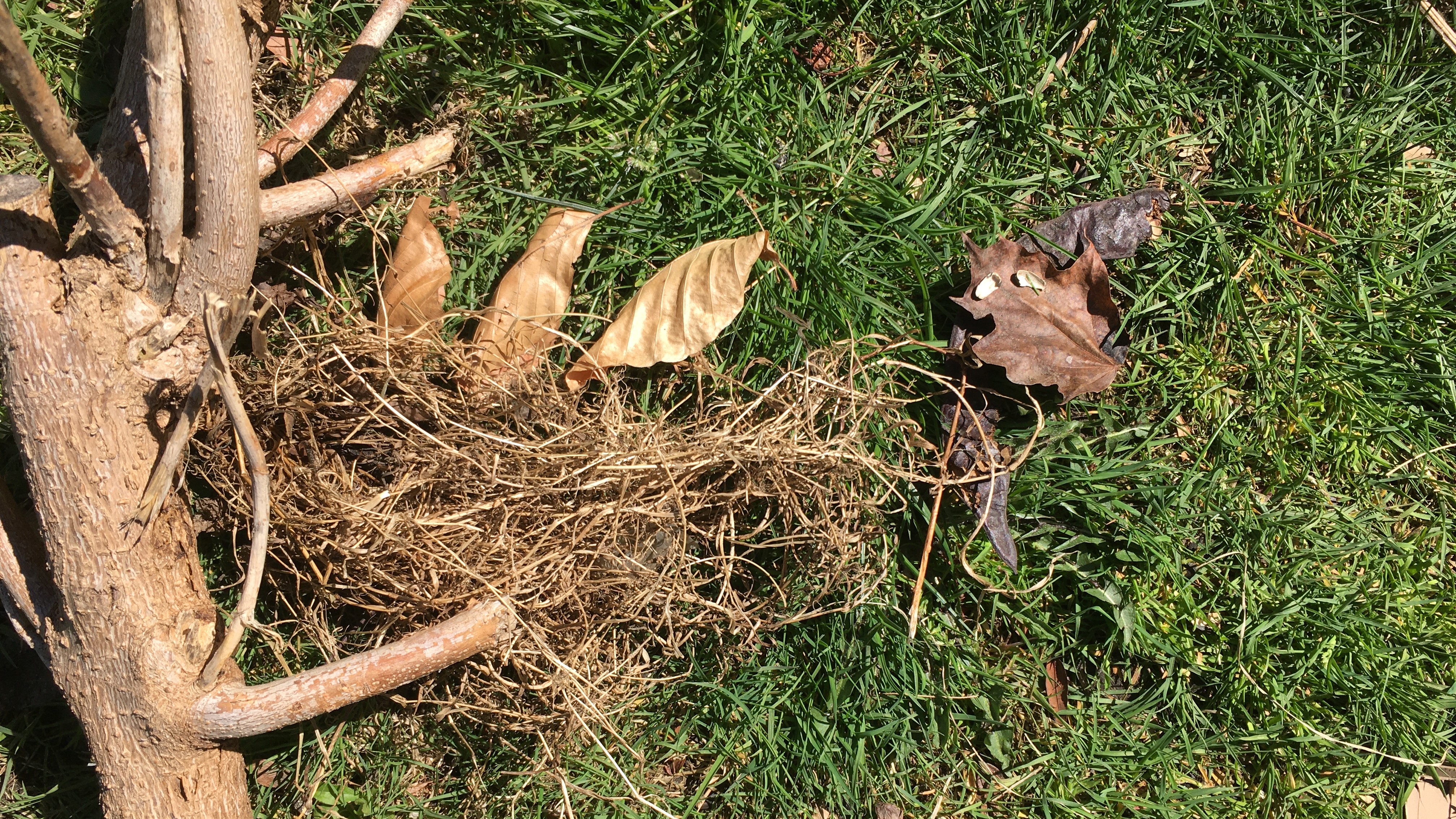 Des bâtons, des feuilles, de l'herbe et des coquilles de graines de tournesol sont disposés de manière à représenter une chauve-souris atterrissant dans un nid contenant trois bébés oiseaux.