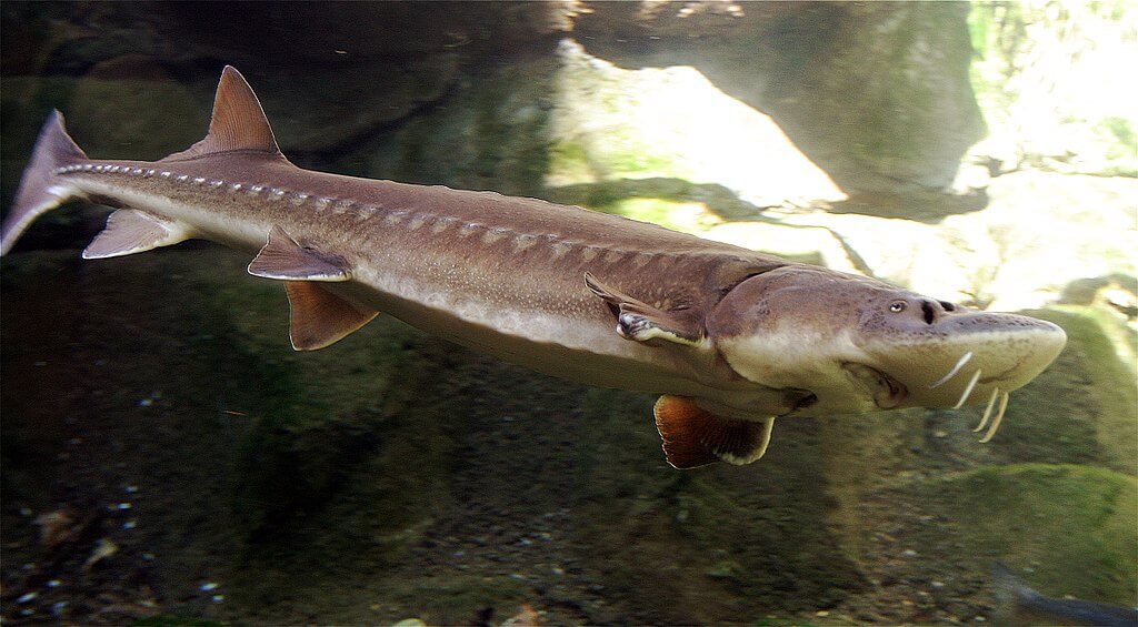 Sturgeon.